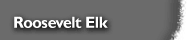 Roosevelt Elk